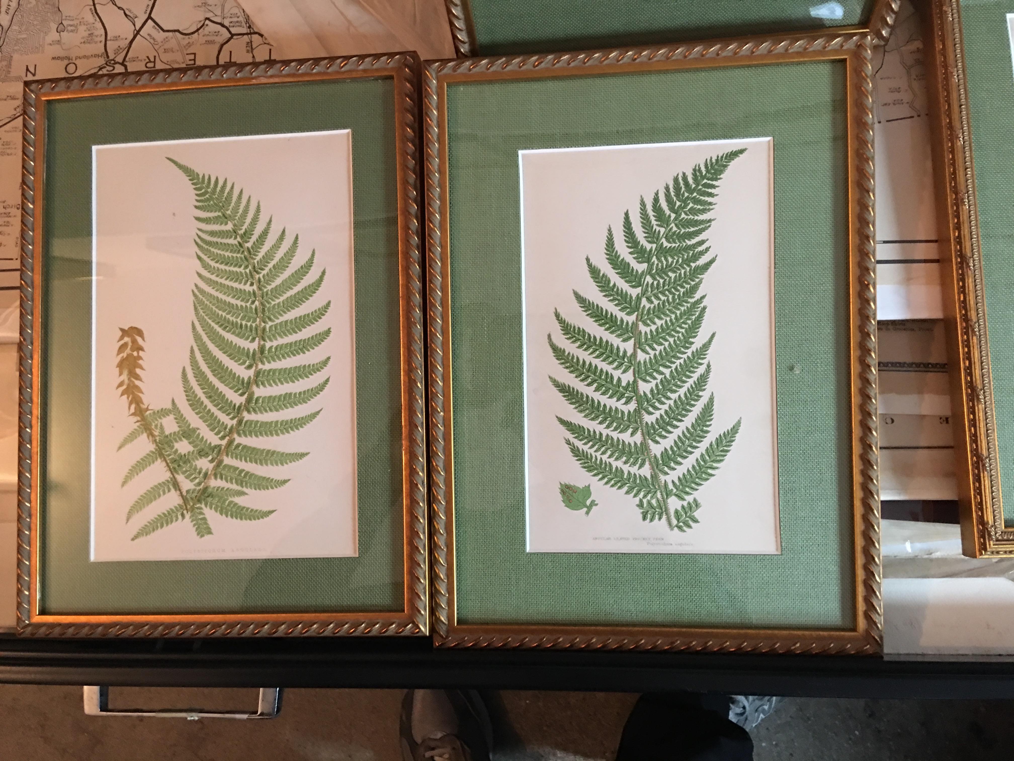 Unknown Still-Life Print - Polystichum Angulare and Angular Leaved Prickly Fern 