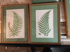 Polystichum Angulare and Angular Leaved Prickly Fern 