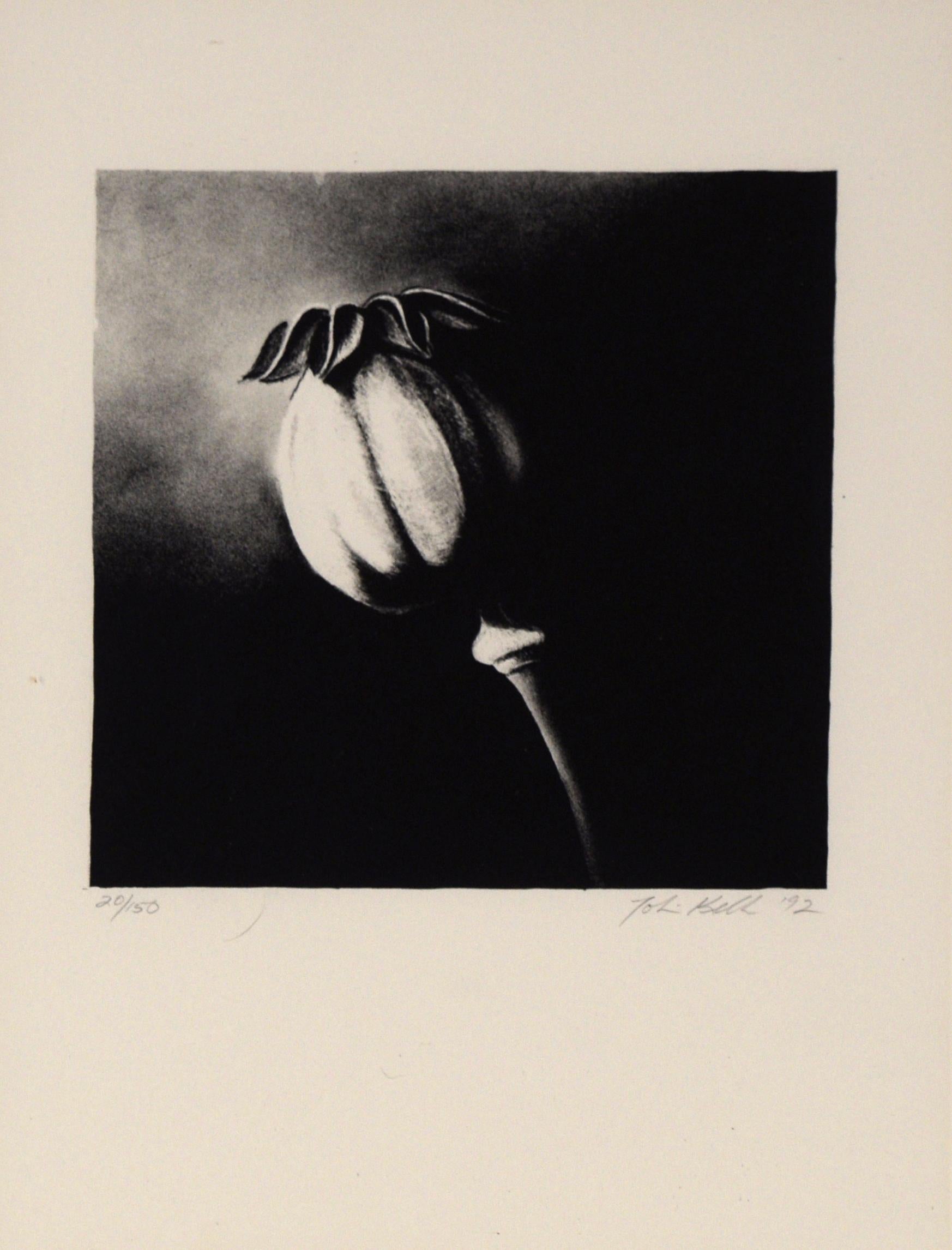 Poppy Pod - Etching in Ink on Paper - Print by Unknown