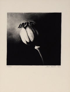 Poppy Pod - Etching in Ink on Paper