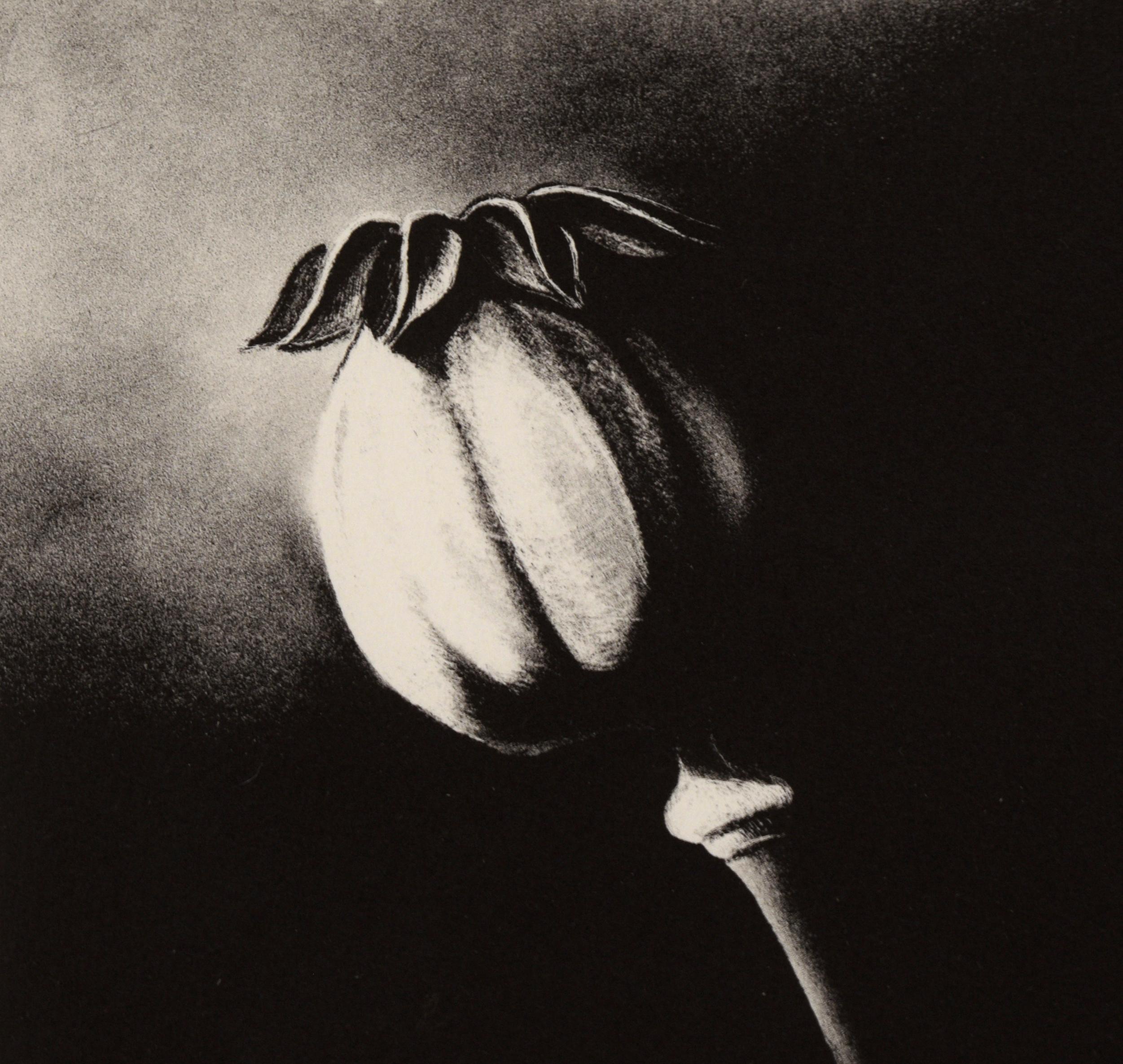Poppy Pod - Etching in Ink on Paper - Contemporary Print by Unknown