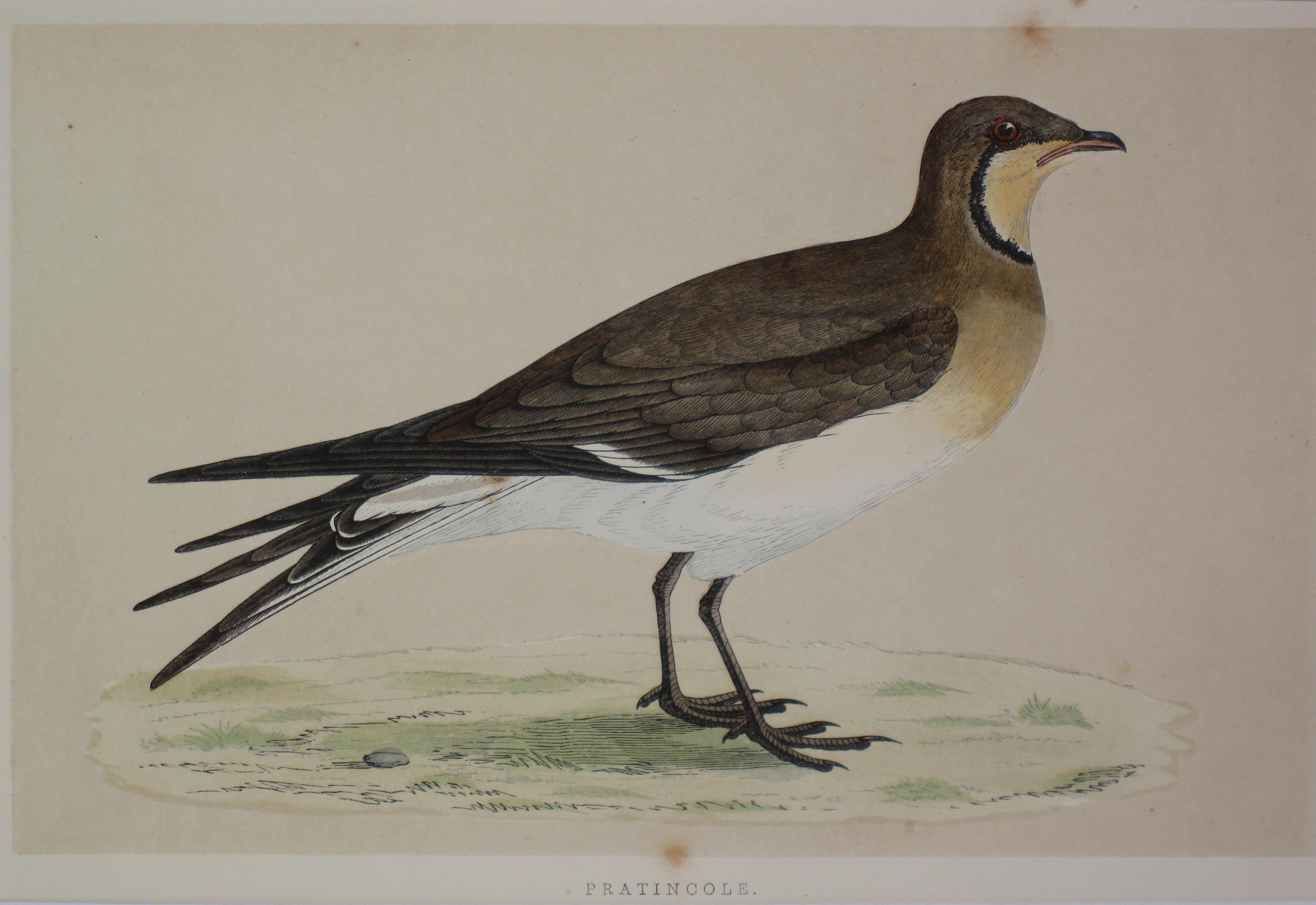 Pratincole Antique Print