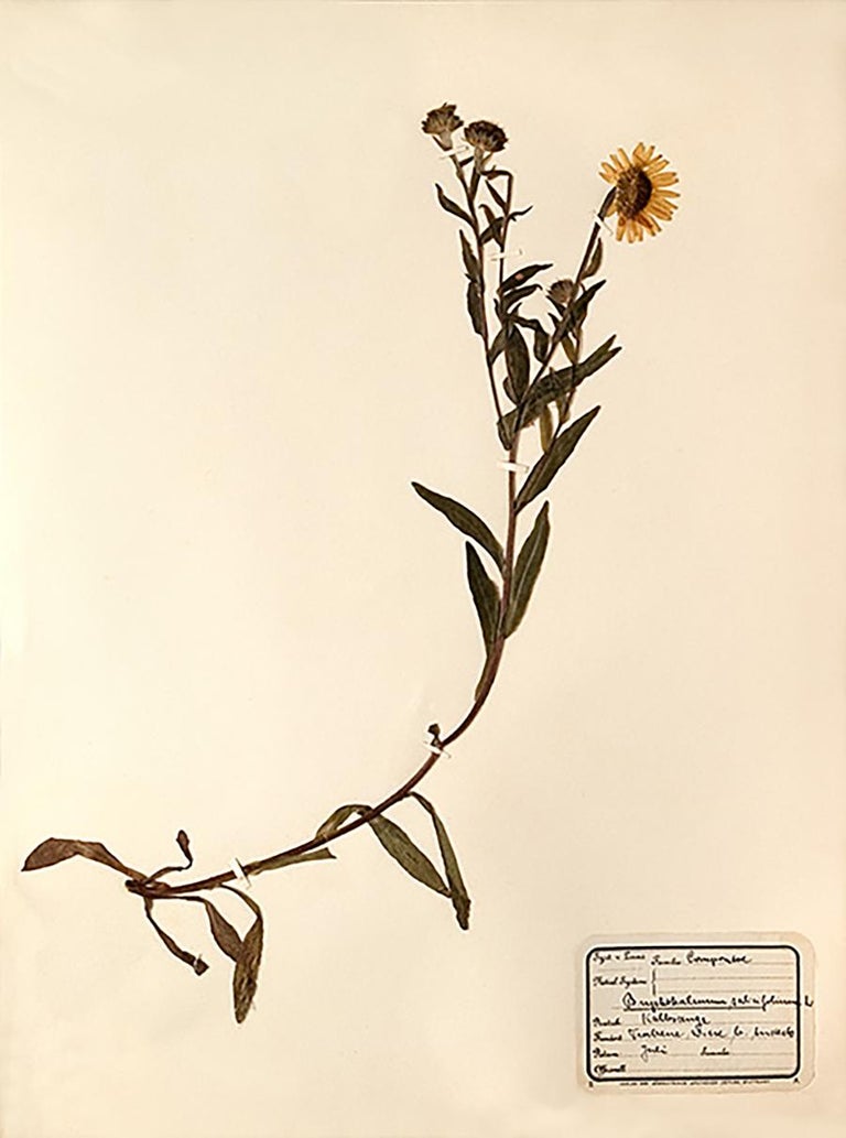 Unknown Pressed Botanical Specimen 10 For Sale at 1stDibs
