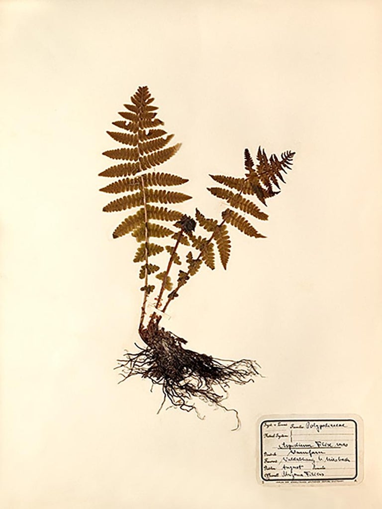 Unknown Pressed Botanical Specimen 11 For Sale at 1stDibs
