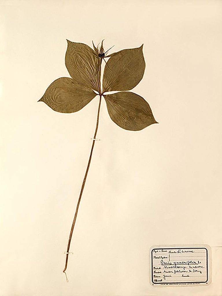 Unknown Pressed Botanical Specimen 12 For Sale at 1stDibs