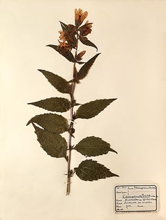 Gedrucktes botanisches Exemplar aus Pressdruck – 13