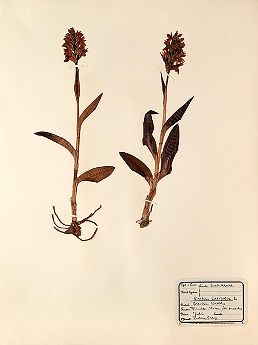 Unknown Pressed Botanical Specimen 15 For Sale at 1stDibs