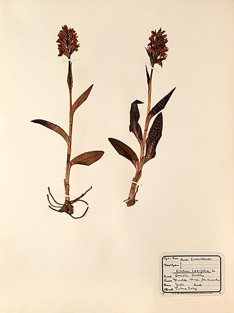 Unknown Pressed Botanical Specimen 14 For Sale at 1stDibs