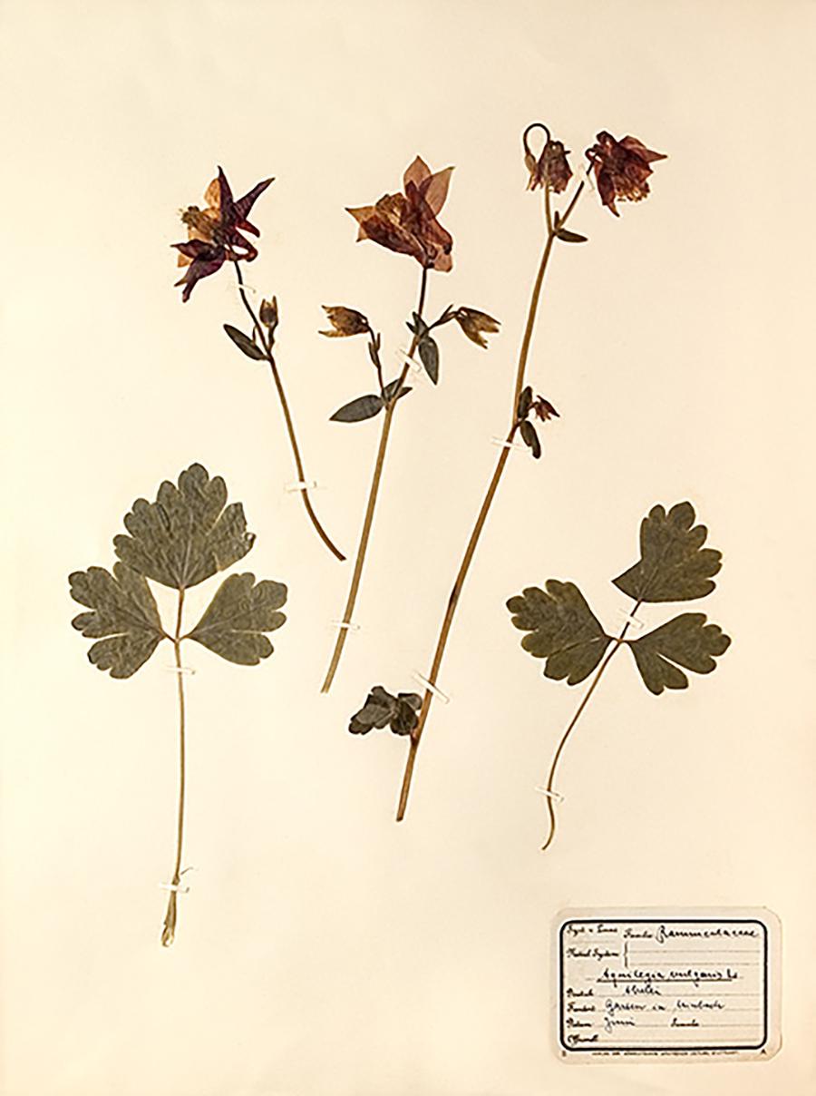 Unknown Abstract Print - Pressed Botanical Specimen - 15