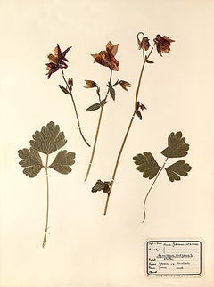Pressed Botanical Specimen - 15