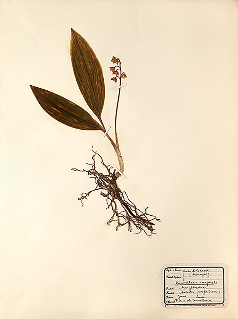 Unknown Pressed Botanical Specimen 2 For Sale at 1stDibs