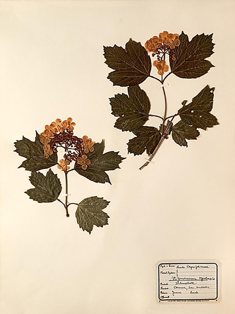 Unknown Pressed Botanical Specimen 8 For Sale at 1stDibs