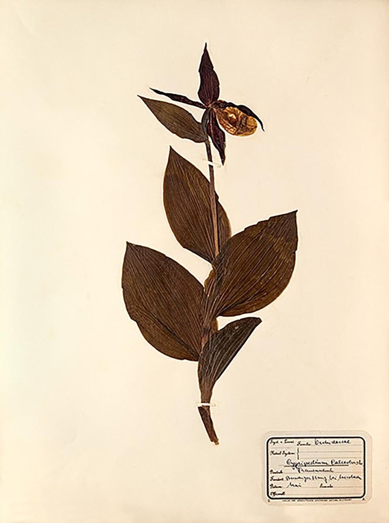 Unknown Pressed Botanical Specimen 9 For Sale at 1stDibs