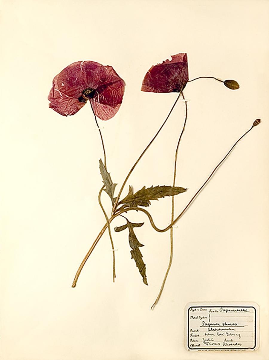 Unknown Still-Life Print - Pressed Botanical Specimen - 1