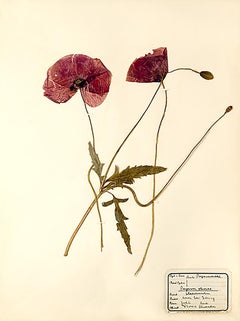 Pressed Botanical Specimen - 1
