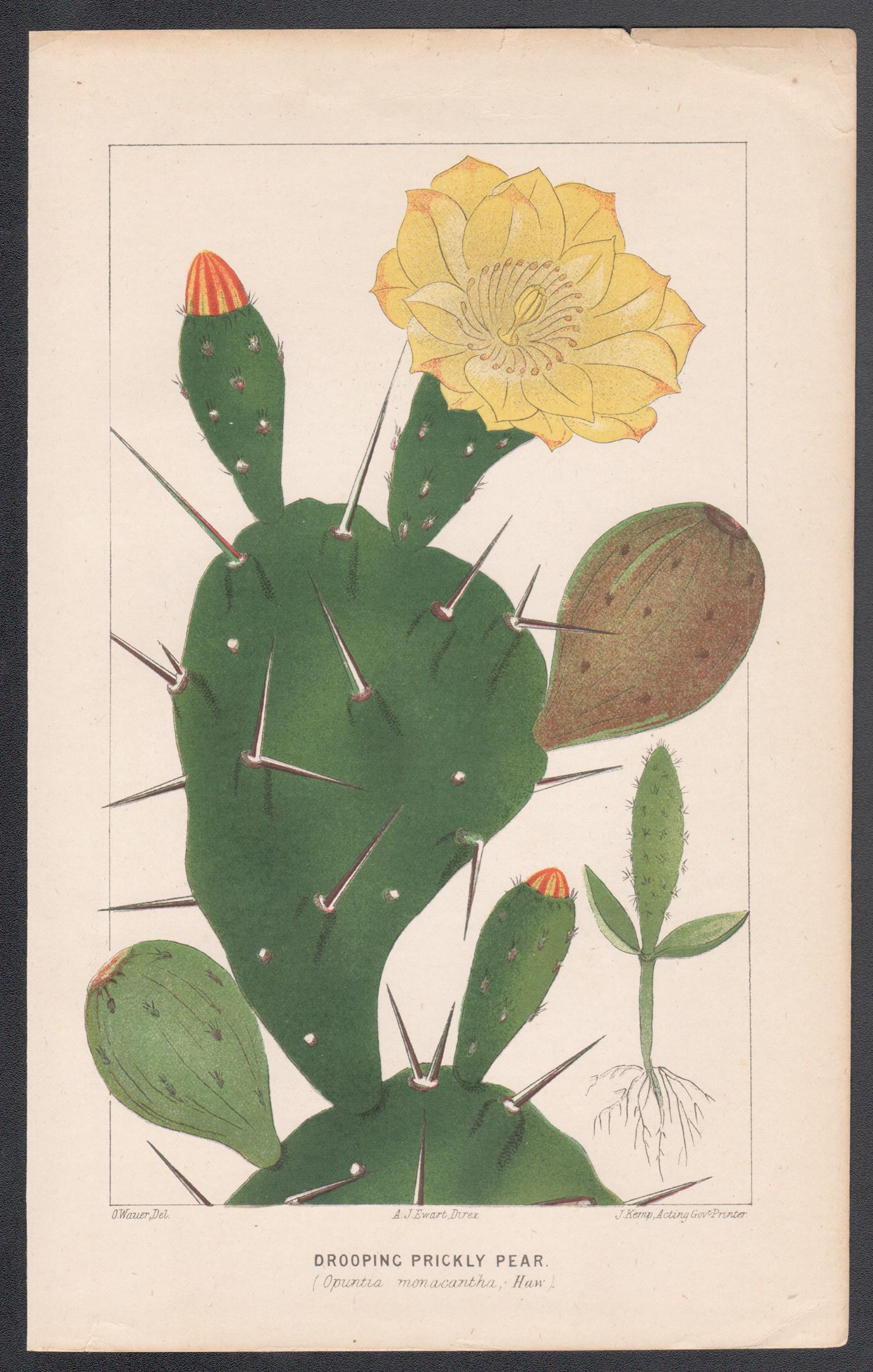 Prickly Pear, antique cactus botanical lithograph - Print by Unknown