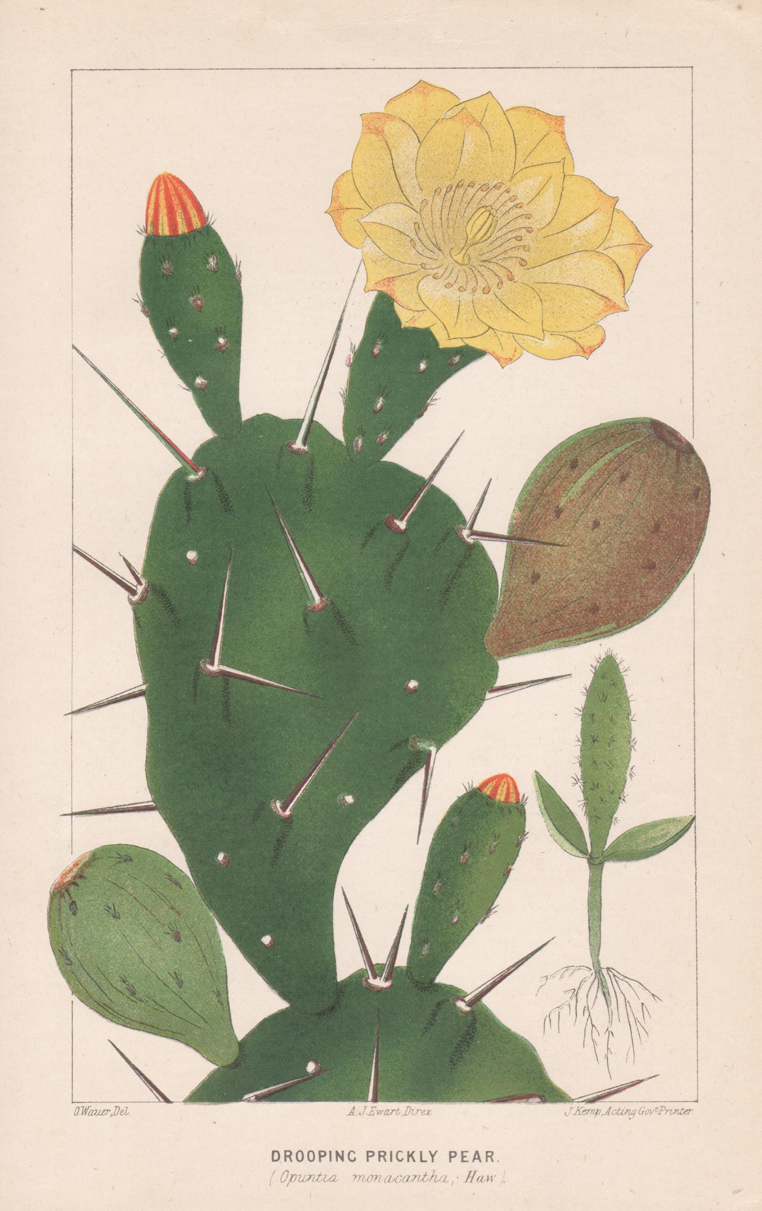 Still-Life Print Unknown - Lithographie botanique ancienne en forme de poire de cactus, Prickly Pear
