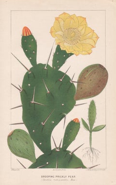 Lithographie botanique ancienne en forme de poire de cactus, Prickly Pear