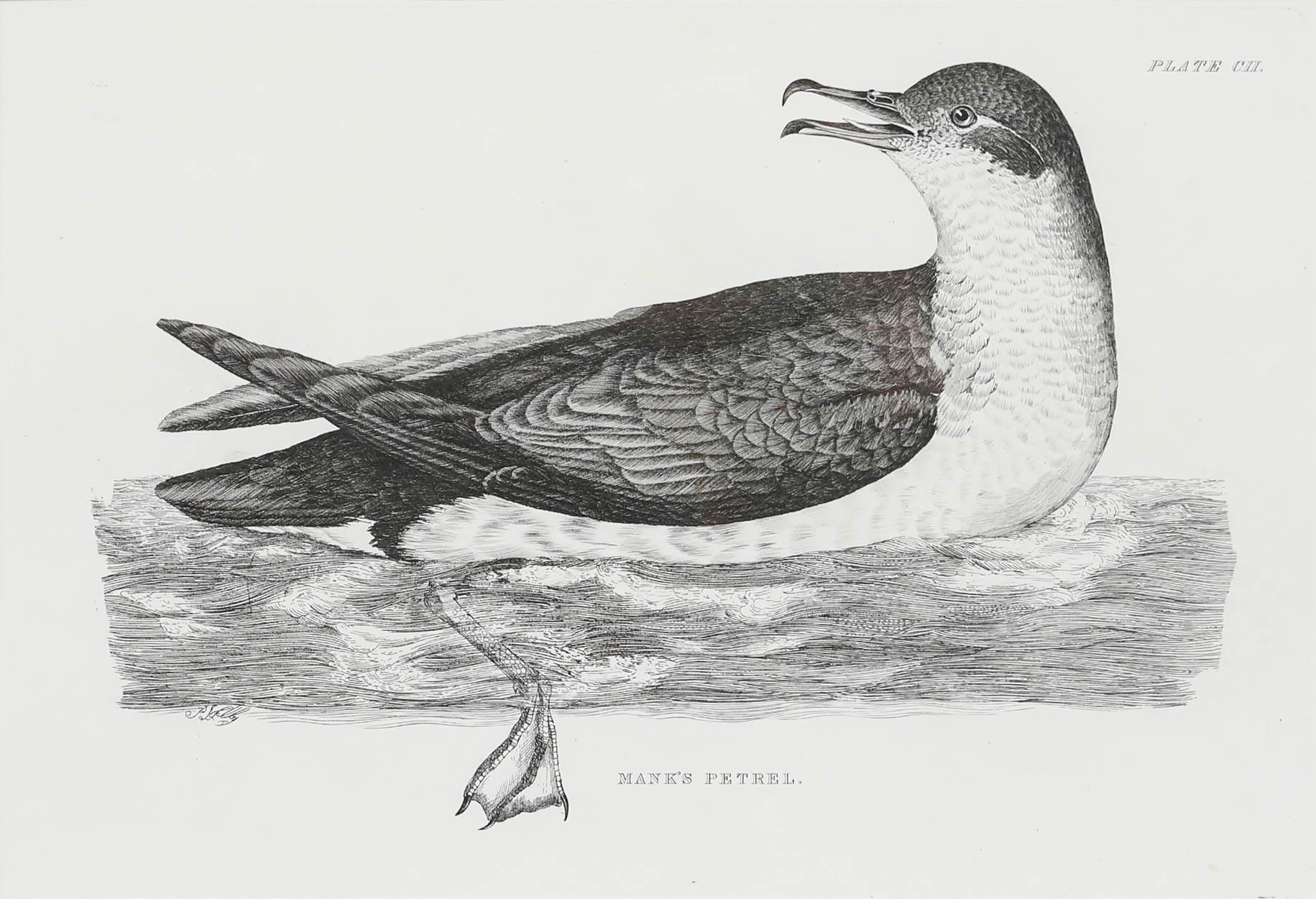 Prideaux John Selby (1788-1867) - Early 20th Century Engraving, Manx's Petrel - Print by Unknown