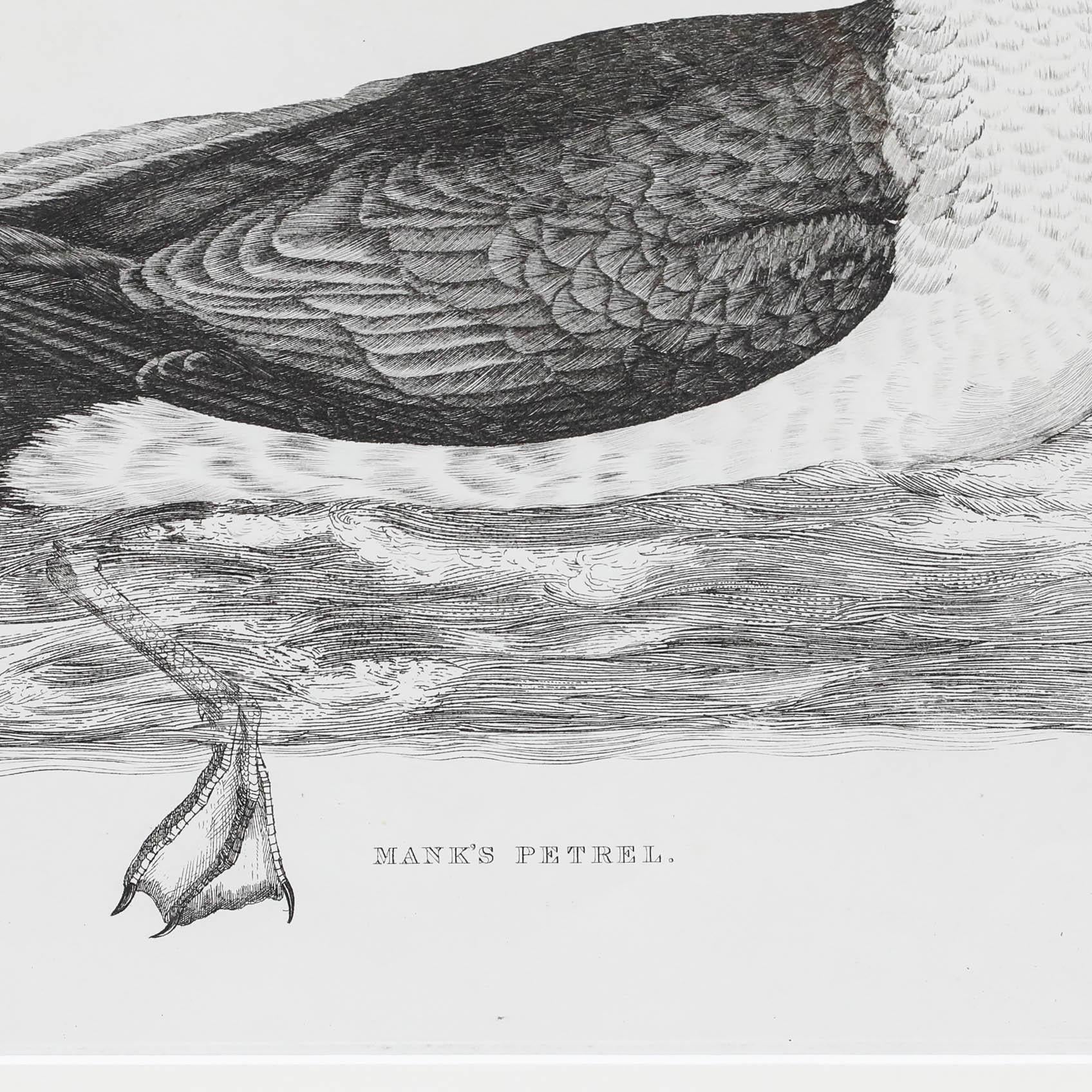A delightful ornithological study by the artist Prideaux John Selby (1788-1867). This artwork is an early 20th-century restrike of a mid-19th-century engraving. Signed in plate to the lower left. Smartly presented in a painted black frame. On paper.