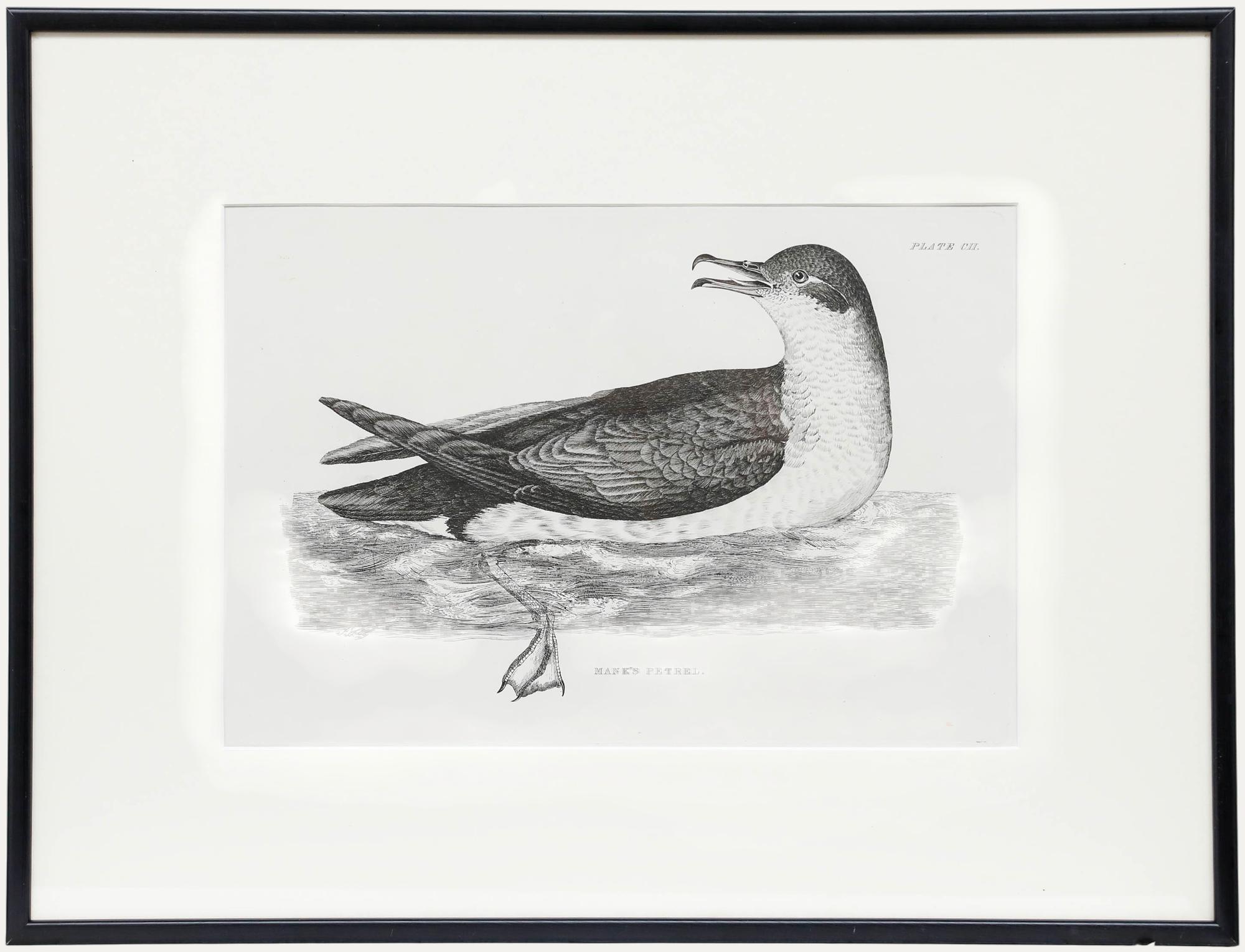 Unknown Animal Print - Prideaux John Selby (1788-1867) - Early 20th Century Engraving, Manx's Petrel