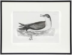 Prideaux John Selby (1788-1867) - Early 20th Century Engraving, Manx's Petrel