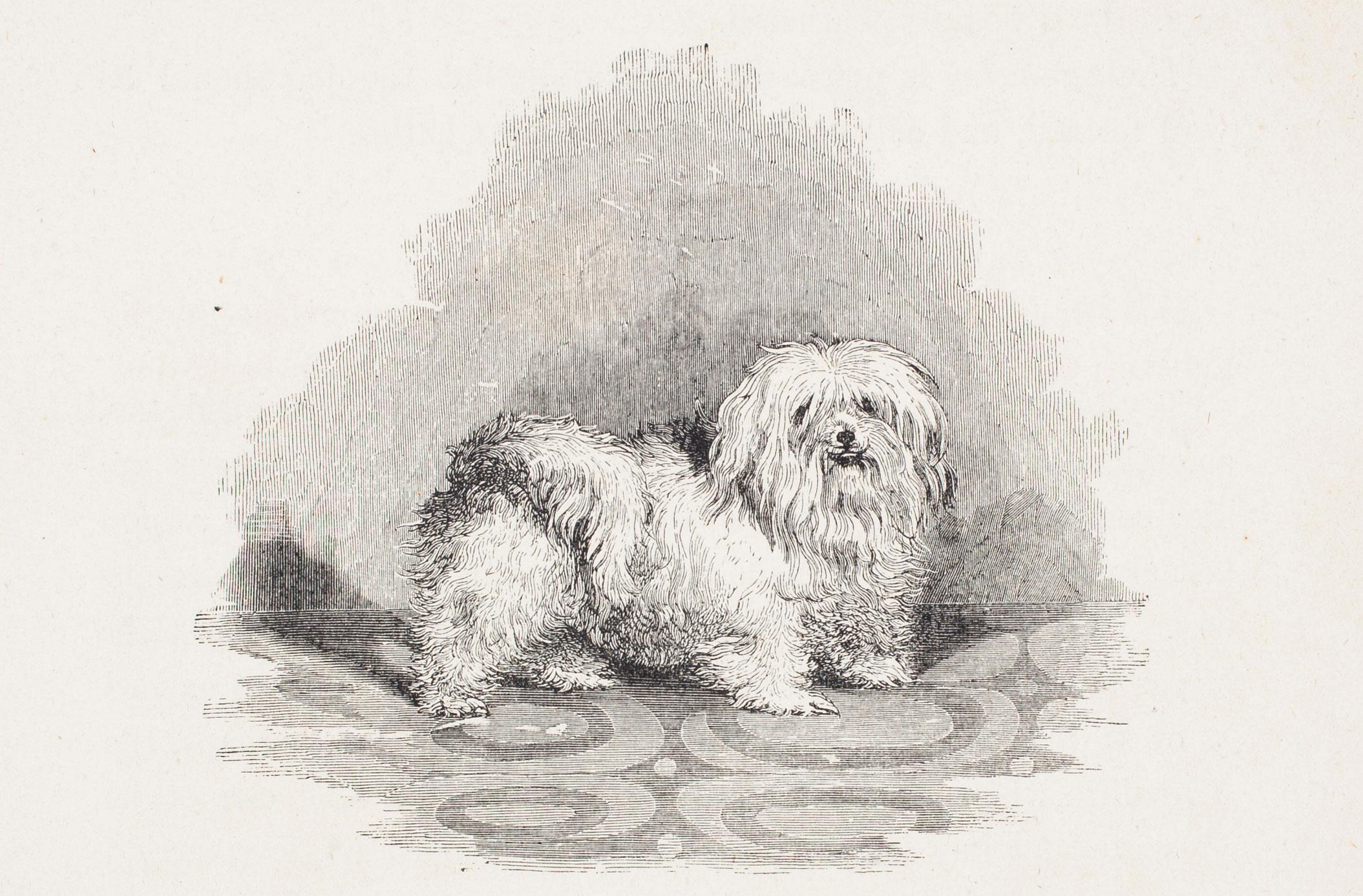 "Psiche," un maltese