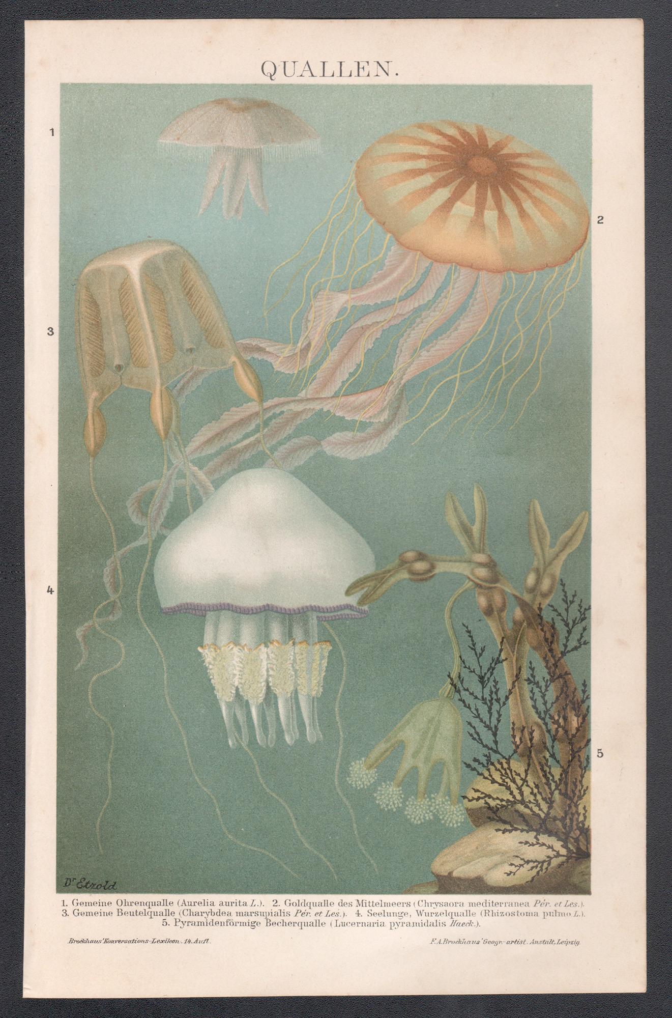 Quallen (Jellyfish), German antique marine life sea chromolithograph print - Print by Unknown