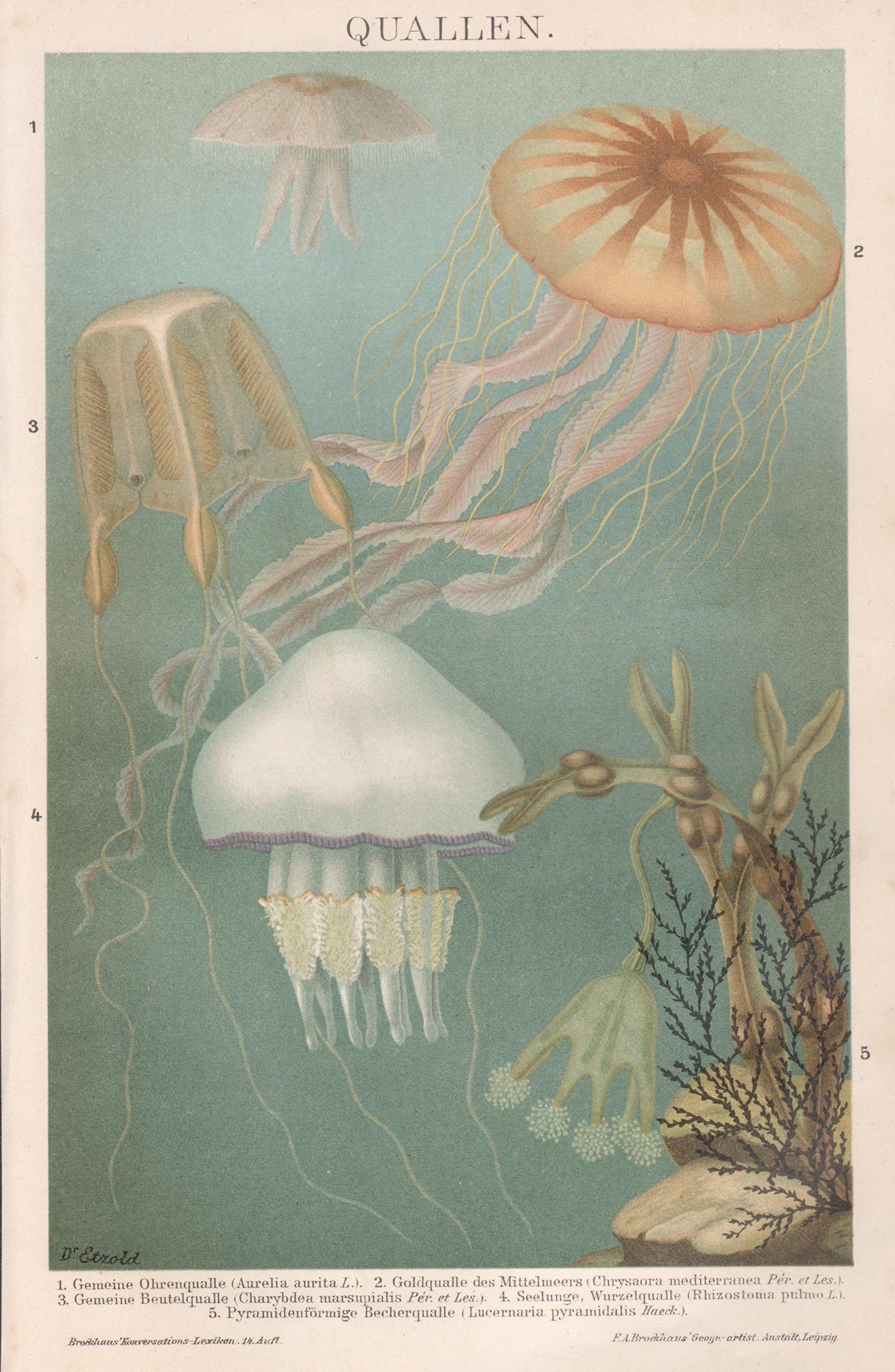Unknown Print - Quallen (Jellyfish), German antique marine life sea chromolithograph print