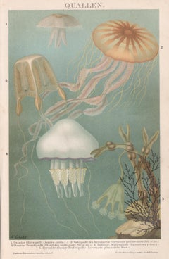 Quallen (Jellyfish), deutscher antiker Chromolithographiedruck des Meereslebens mit Meeresmotiven