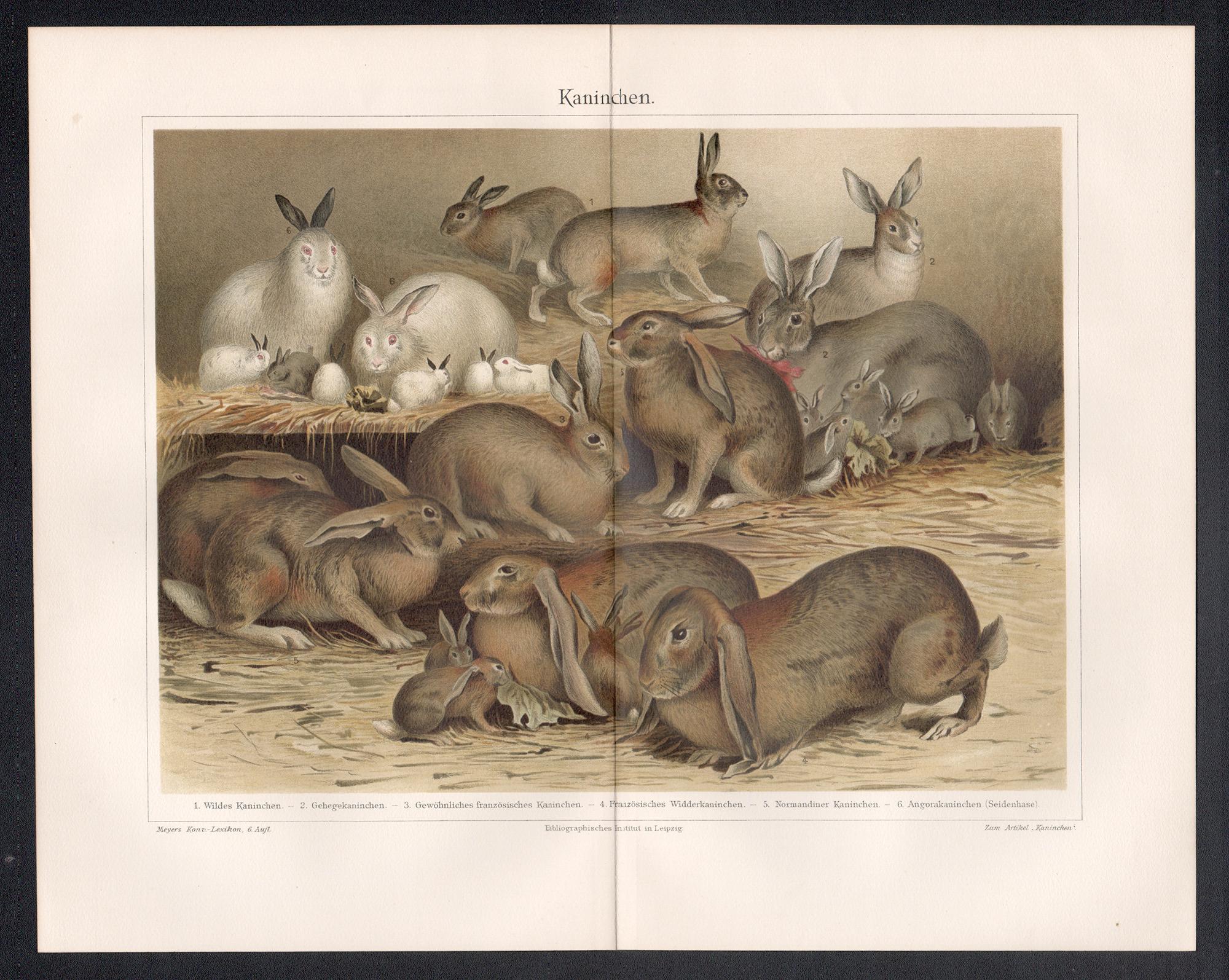 Lapins, gravure chromolithographique allemande ancienne sur animaux. - Print de Unknown