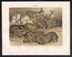 Rabbits, German antique animal chromolithograph print.