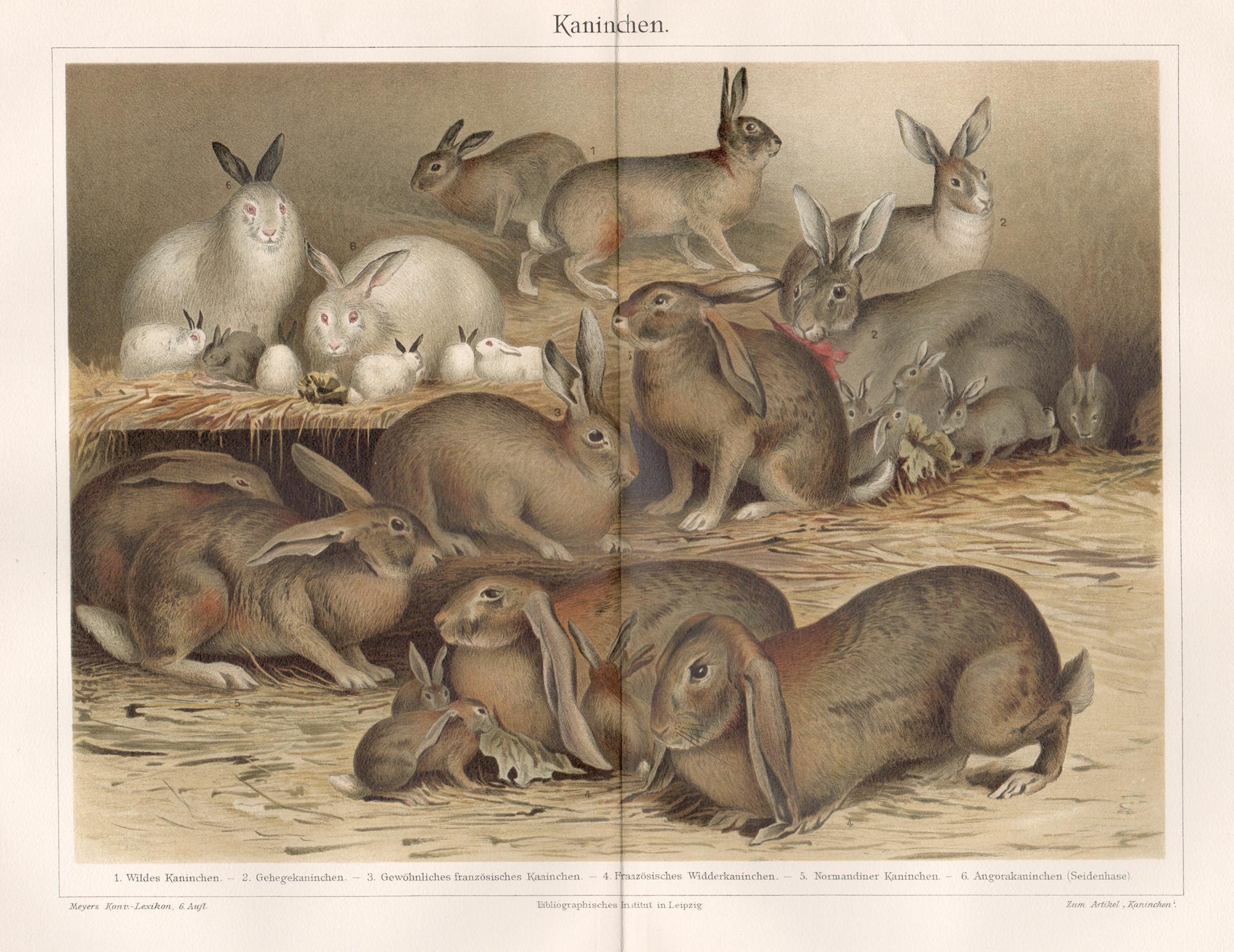 Print Unknown - Lapins, gravure chromolithographique allemande ancienne sur animaux.