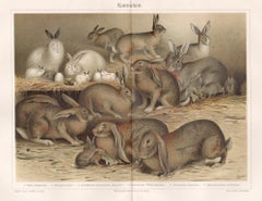 Stampe di animali in litografia