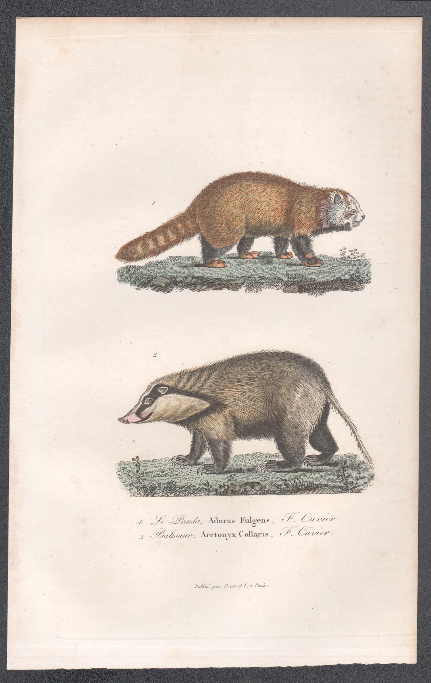 Red Panda and Greater Hog Badger, mid 19th French century animal engraving - Print by Unknown