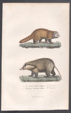 Roter Panda und Riesenhog Badger, Tiergravur aus der Mitte des 19. Jahrhunderts