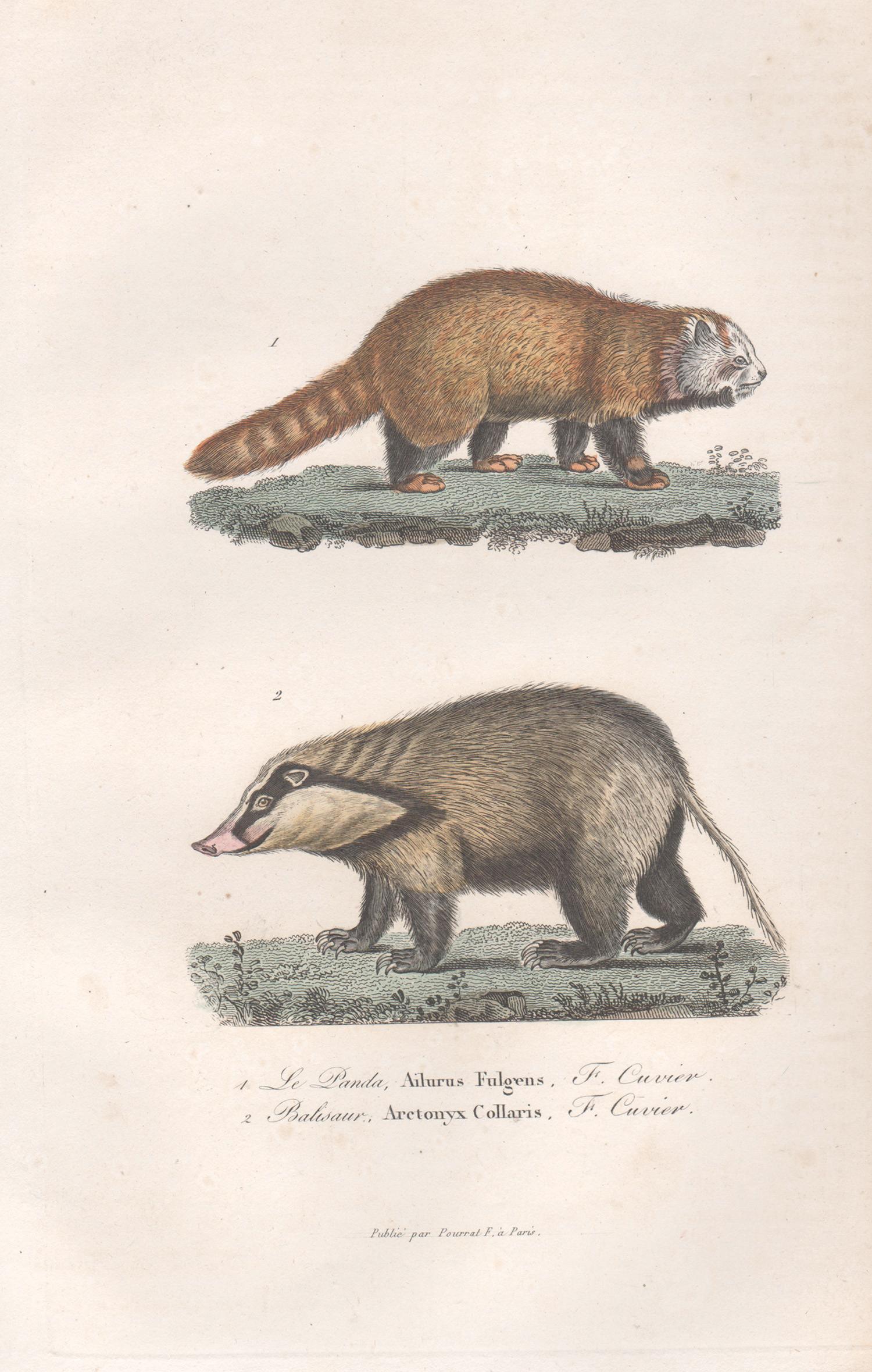 Roter Panda und Riesenhog Badger, Tiergravur aus der Mitte des 19. Jahrhunderts