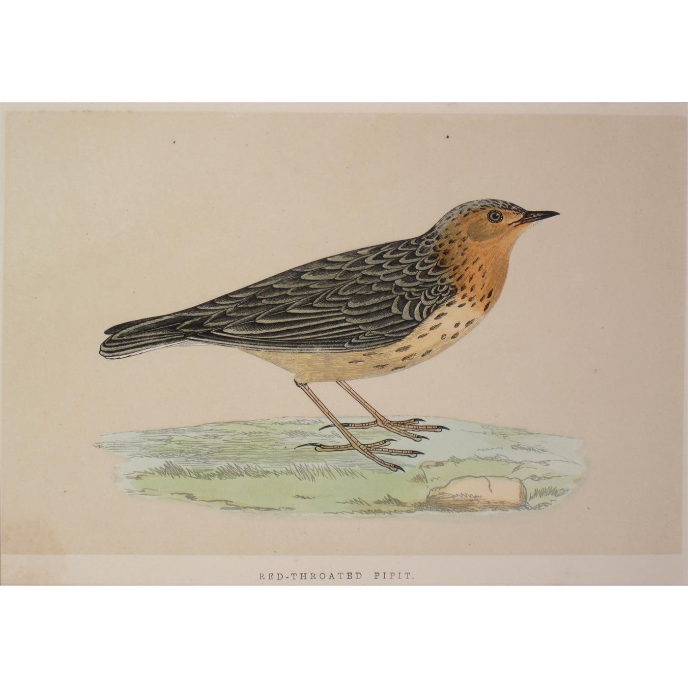 Unknown Animal Print - Red-Throated Pipit Antique Print
