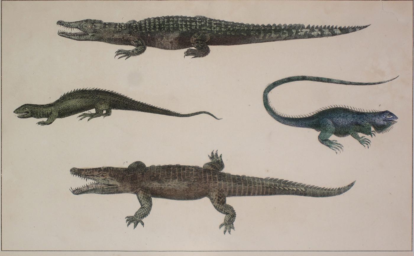 Unknown Animal Print - Reptiles