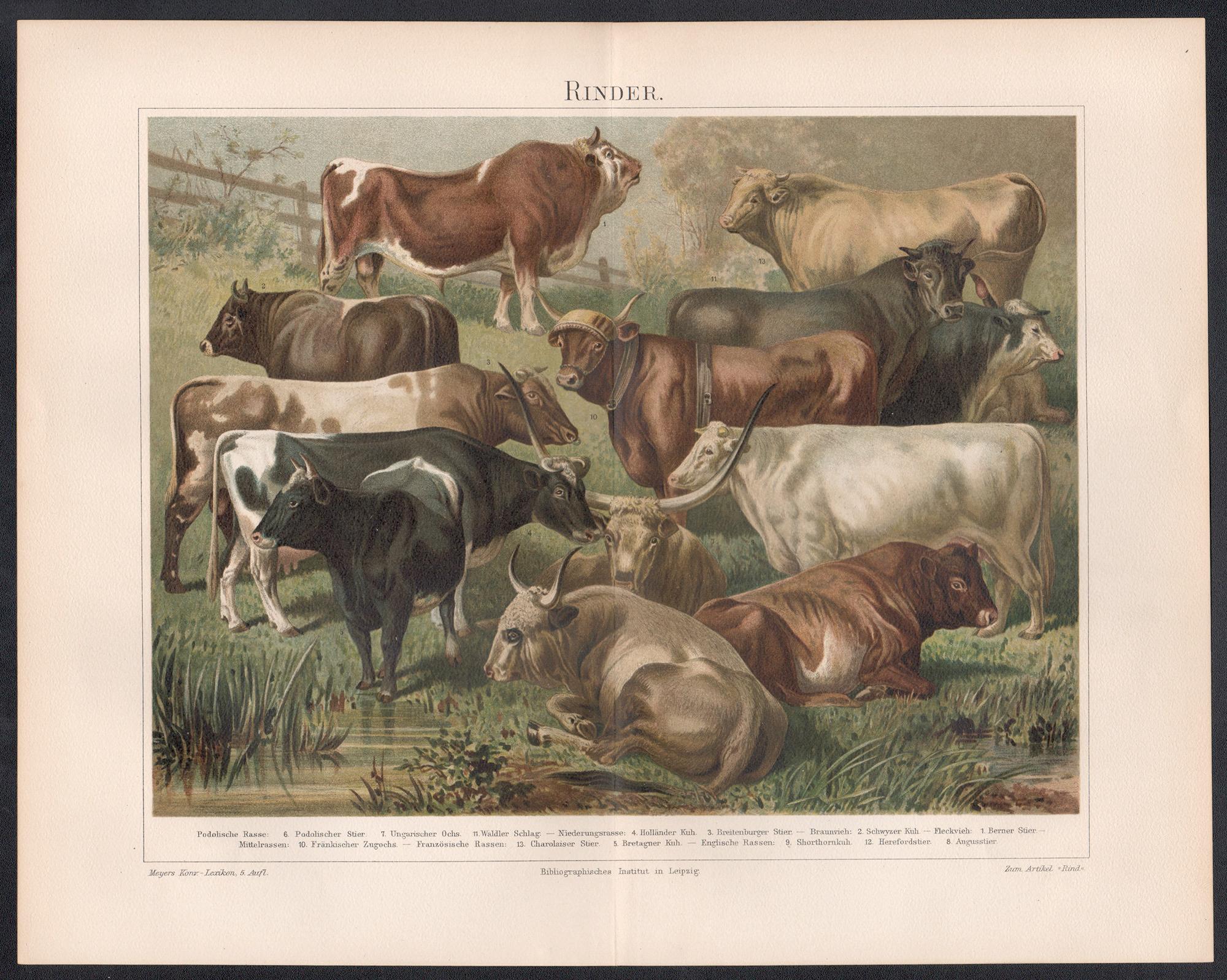 Rinder (Cattle Breeds), German antique animal farming livestock chromolithograph - Print by Unknown