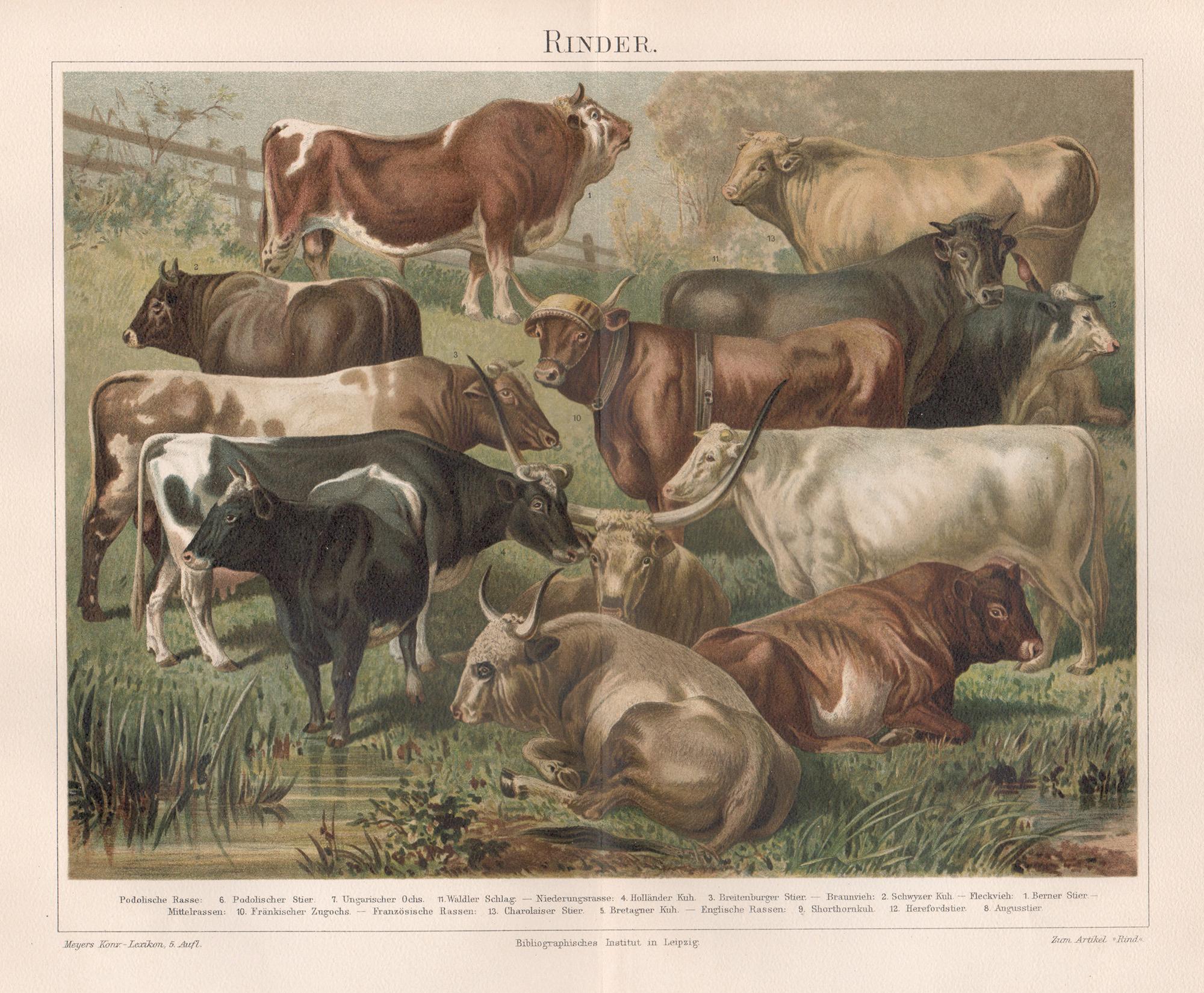 Unknown Animal Print - Rinder (Cattle Breeds), German antique animal farming livestock chromolithograph
