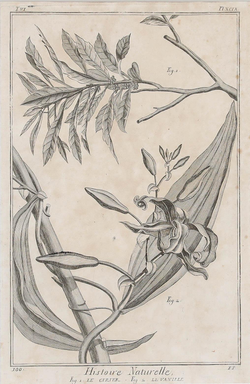 Robert Béenard (1734-1794) - 18th Century Engraving, Le Cirier & Le Vanille - Print by Unknown