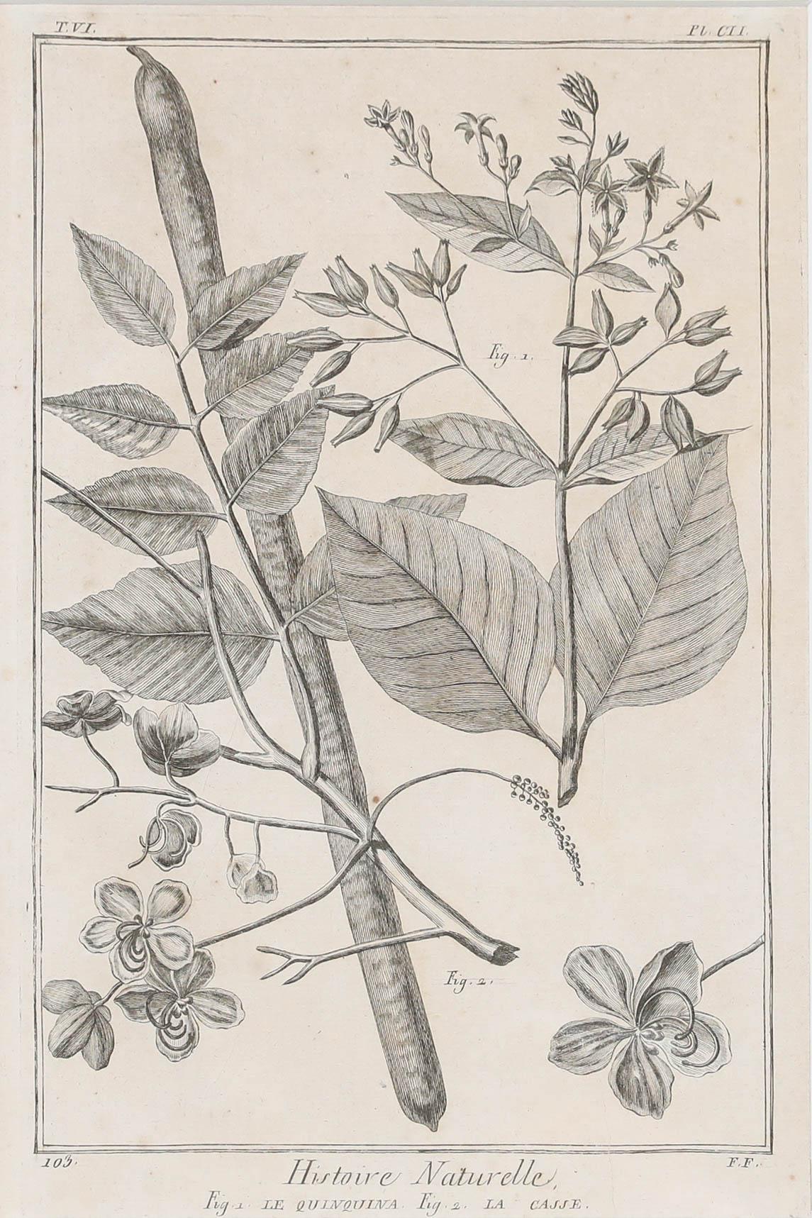 Robert Béenard (1734-1794) - 18th Century Engraving, Le Quinquina & La Casse - Print by Unknown