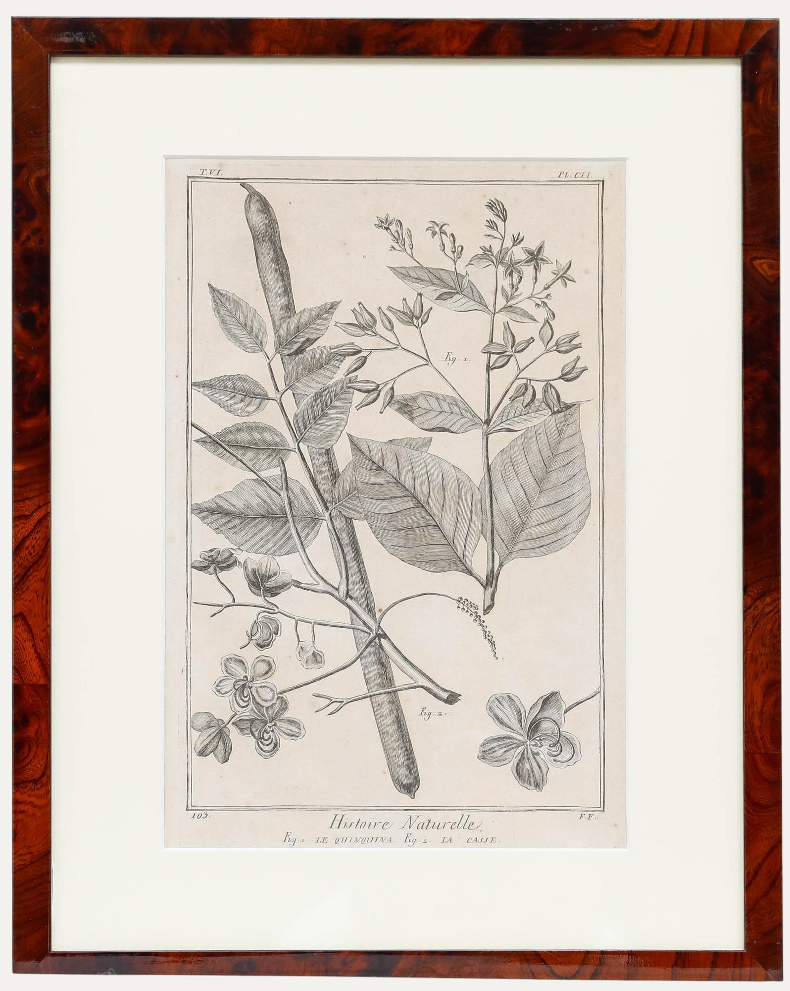 Unknown Still-Life Print - Robert Béenard (1734-1794) - 18th Century Engraving, Le Quinquina & La Casse