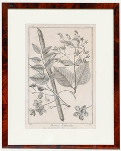 Incisione di stampe di nature morte