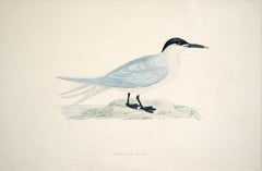 "Sandwich Tern' Antique Hand Colored Lithograph