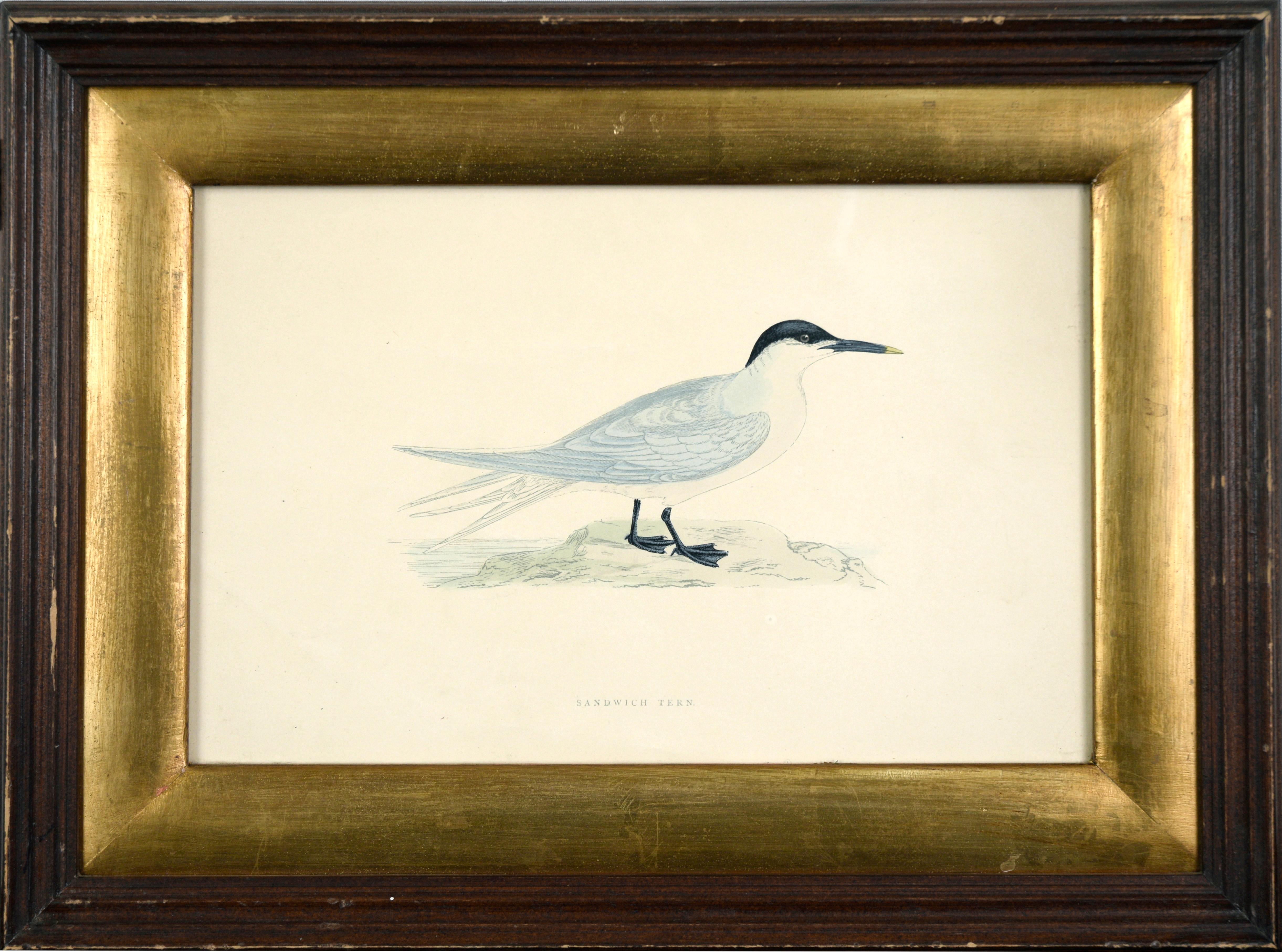 Miniature Estampes - Animaux