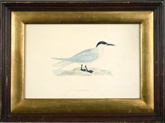 "Sandwich Tern' Antique Hand Colored Lithograph