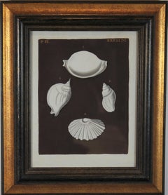 Scallop and Conch Shell Hand Painted Engraving