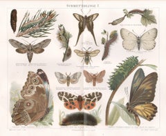 Schmetterlinge I (Schmetterlinge), deutscher antiker naturkundlicher Druck